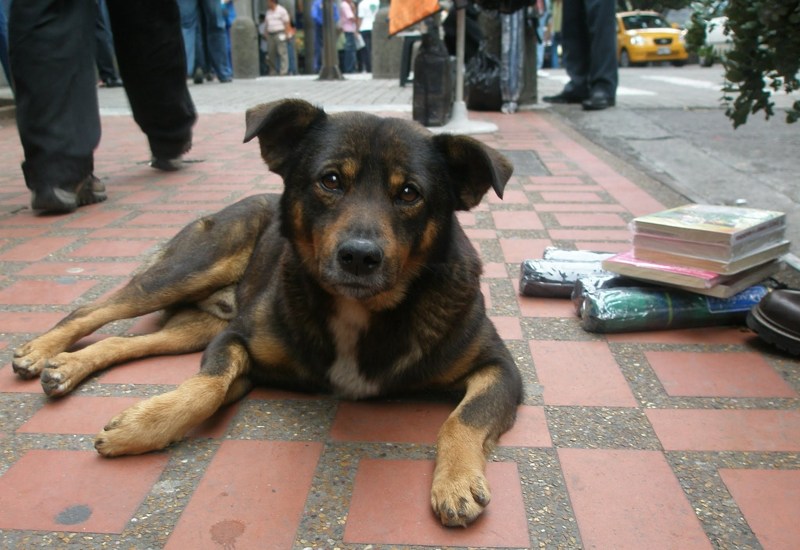 Dog Meaning In Tamil Dog Multibhashi