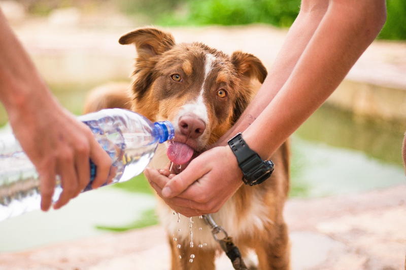 Gulp - definition and meaning with pictures